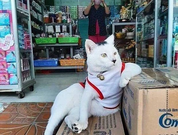 Những chú boss chăm chỉ, ngồi trông hàng mà thần thái như ông chủ