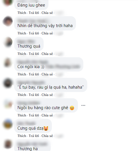Tnh nguyện viên chỉ đùa mà bà cô tốt bụng cắt muốn hết vườn rau cho