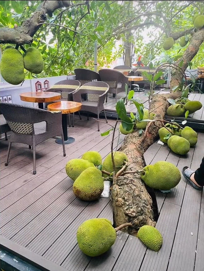 Không chỉ xoài nghị lực, xuất hiện cây mít mọc bất chấp, quả lăn lóc