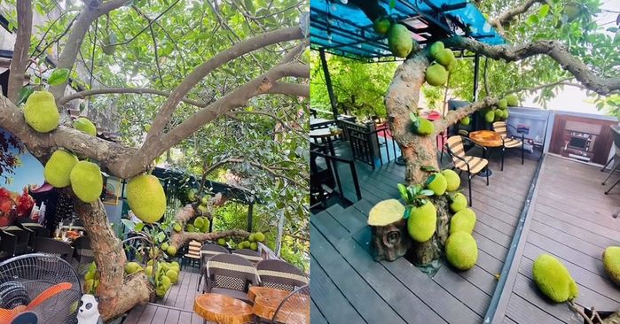 Không chỉ xoài nghị lực, xuất hiện cây mít mọc bất chấp, quả lăn lóc