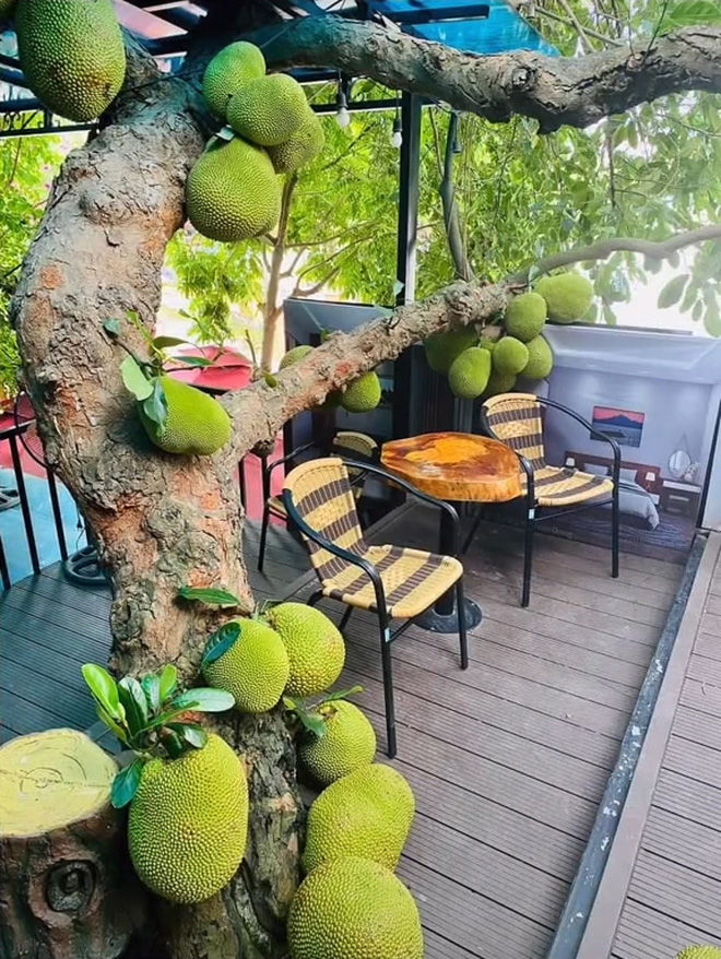 Không chỉ xoài nghị lực, xuất hiện cây mít mọc bất chấp, quả lăn lóc