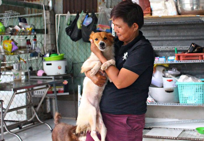 Ông Tây tốt bụng xin con gà luộc 300k của vợ cho chó già đang bệnh ăn