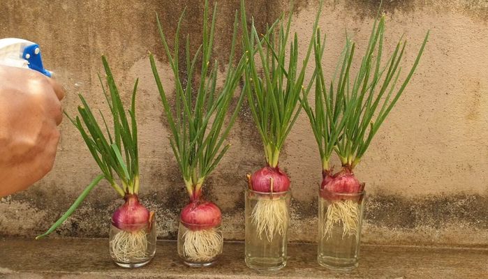 Dịch không làm gì thì trồng hành đi: Trồng 1 lần thu hoạch quanh năm