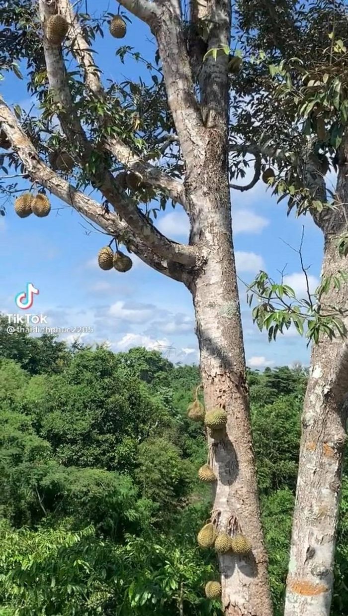 Cây sầu riêng cổ thụ ra trái sum suê, cư dân mạng vừa thèm vừa lo