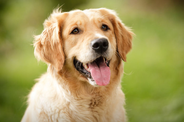 Top 10 chú chó đẹp mã, đáng yêu nhất thế giới: Husky rất tình cảm