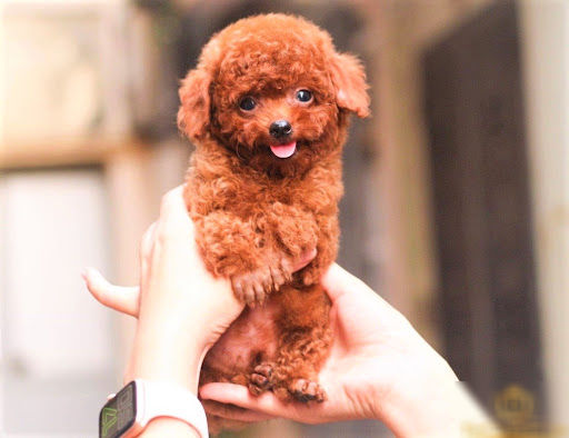 Top 10 chú chó đẹp mã, đáng yêu nhất thế giới: Husky rất tình cảm