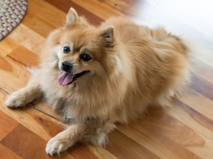 Top 10 chú chó đẹp mã, đáng yêu nhất thế giới: Husky rất tình cảm