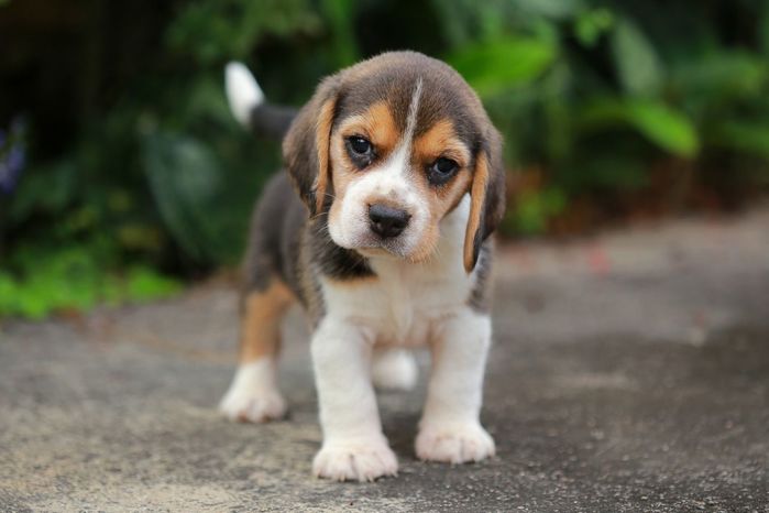 Top 10 chú chó đẹp mã, đáng yêu nhất thế giới: Husky rất tình cảm