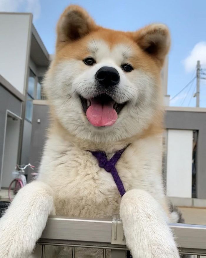 Top 10 chú chó đẹp mã, đáng yêu nhất thế giới: Husky rất tình cảm