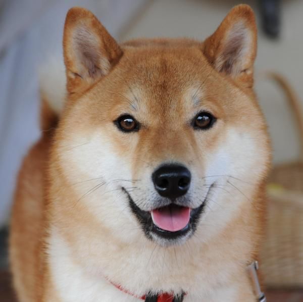 Top 10 chú chó đẹp mã, đáng yêu nhất thế giới: Husky rất tình cảm