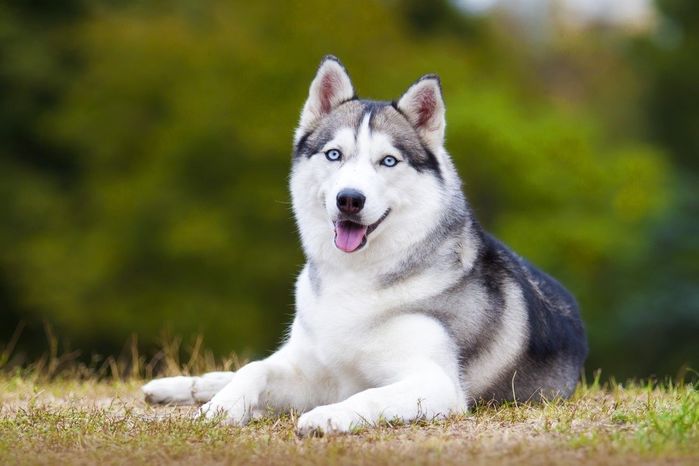 Top 10 chú chó đẹp mã, đáng yêu nhất thế giới: Husky rất tình cảm
