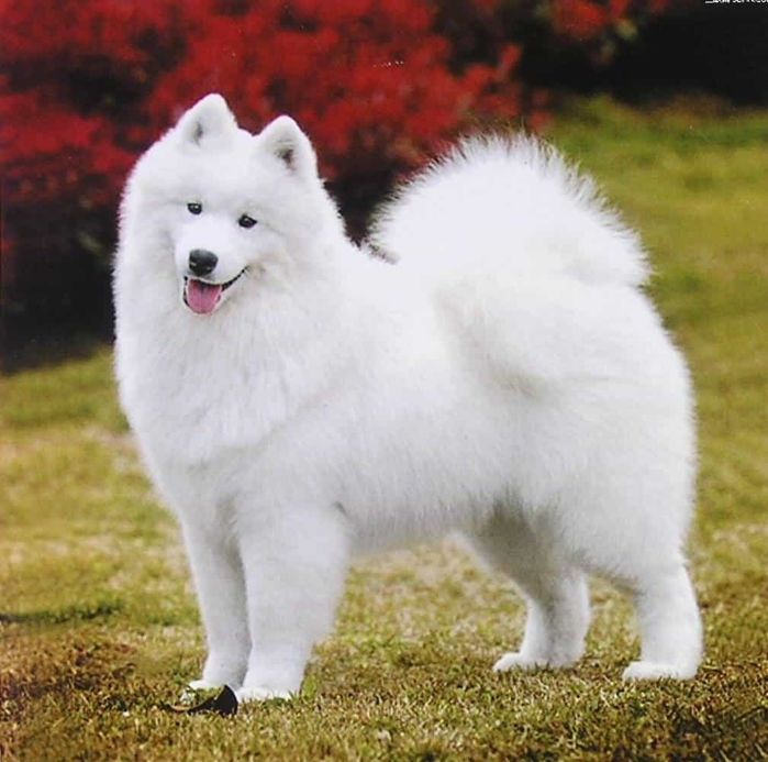 Top 10 chú chó đẹp mã, đáng yêu nhất thế giới: Husky rất tình cảm