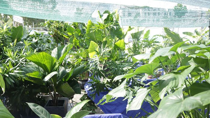 Vất vả mưu sinh mùa dịch: tiếp viên bán đồ ăn, bác bảo vệ đi ăn xin
