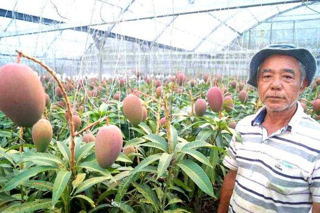 Vườn xoài cao hơn 1m nhưng quả nhiều gấp 8, chủ phải làm giàn treo
