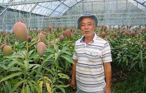 Vườn xoài cao hơn 1m nhưng quả nhiều gấp 8, chủ phải làm giàn treo