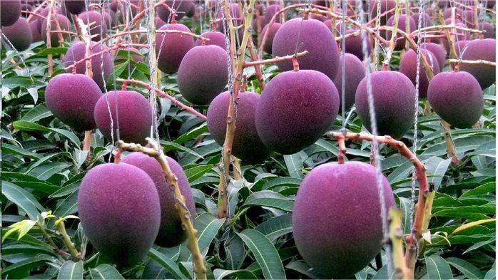 Vườn xoài cao hơn 1m nhưng quả nhiều gấp 8, chủ phải làm giàn treo