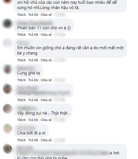 Vợ chồng nuôi 2 con chó cho “vui cửa vui nhà” giờ “tan nhà nát cửa