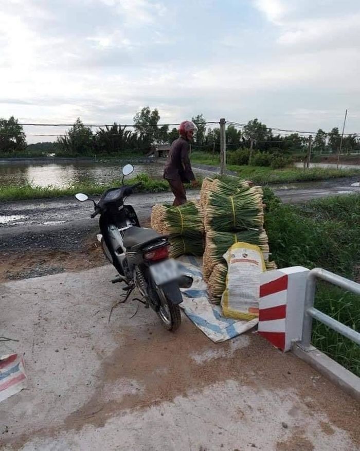 Cụ ông 70 tuổi tặng hết vườn sả cho Sài Gòn: Ông không có tiền đâu