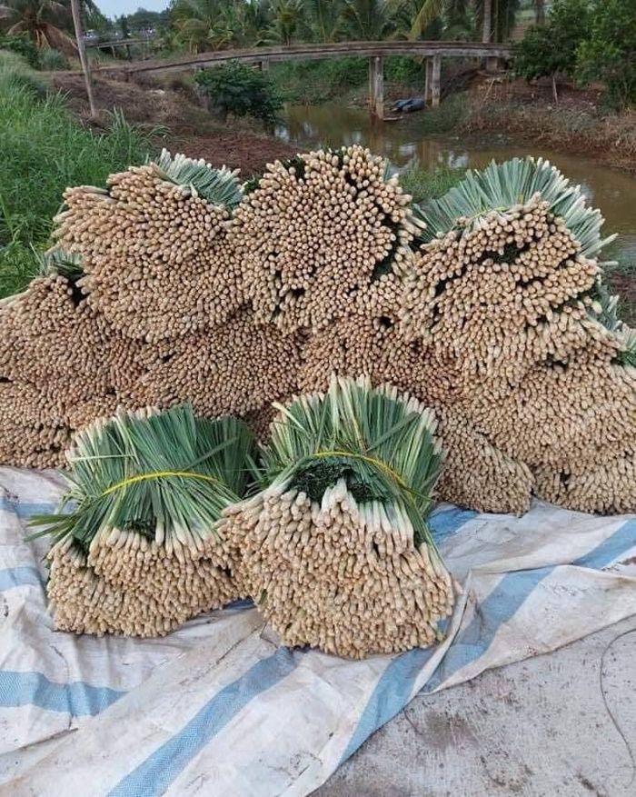 Cụ ông 70 tuổi tặng hết vườn sả cho Sài Gòn: Ông không có tiền đâu