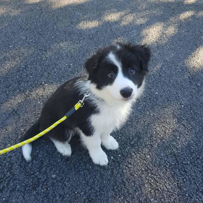 5 giống chó thông minh nhất thế giới: Poodle siêu đỉnh cũng chỉ hạng 2