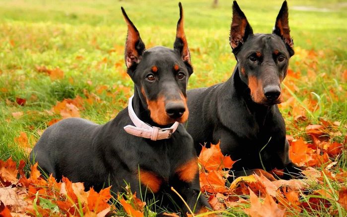 5 giống chó thông minh nhất thế giới: Poodle siêu đỉnh cũng chỉ hạng 2