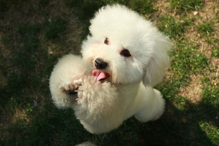 5 giống chó thông minh nhất thế giới: Poodle siêu đỉnh cũng chỉ hạng 2