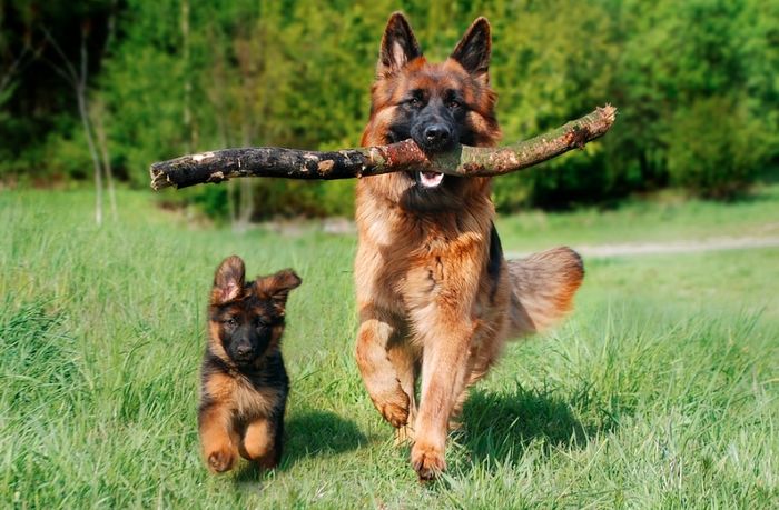 5 giống chó thông minh nhất thế giới: Poodle siêu đỉnh cũng chỉ hạng 2