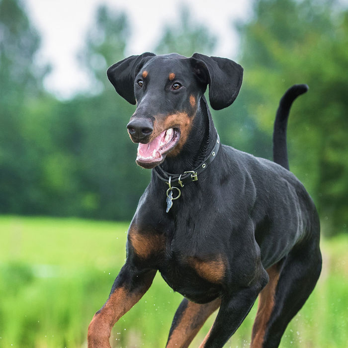 5 giống chó thông minh nhất thế giới: Poodle siêu đỉnh cũng chỉ hạng 2