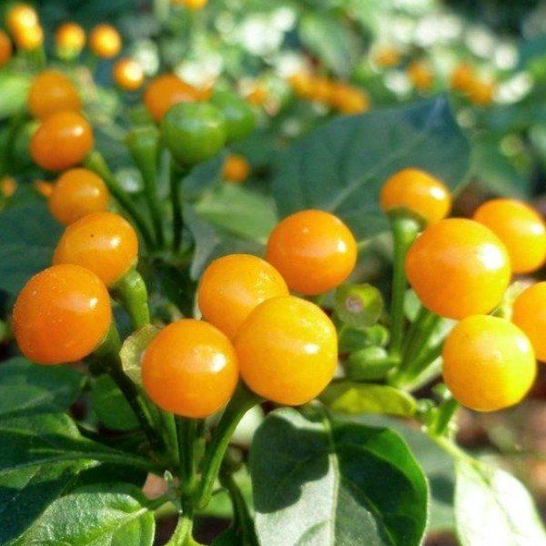 5 loại rau củ giá trên trời mà hạt giống rẻ bèo: Thử trồng ngay