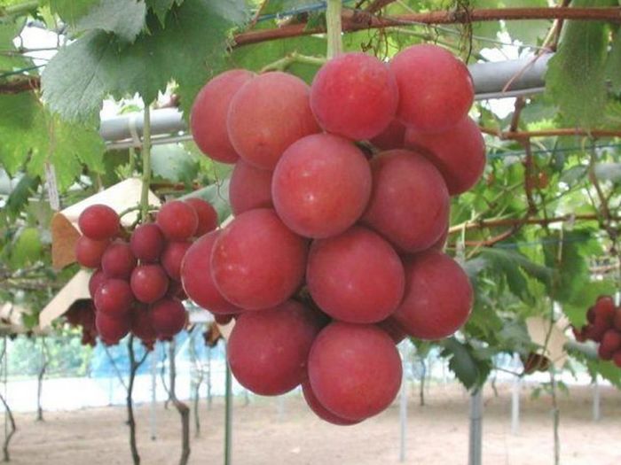 7 loại trái cây đắt hơn kim cương, có tiền cũng chưa chắc mua được