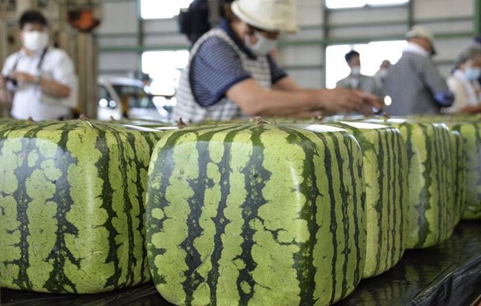 7 loại trái cây đắt hơn kim cương, có tiền cũng chưa chắc mua được
