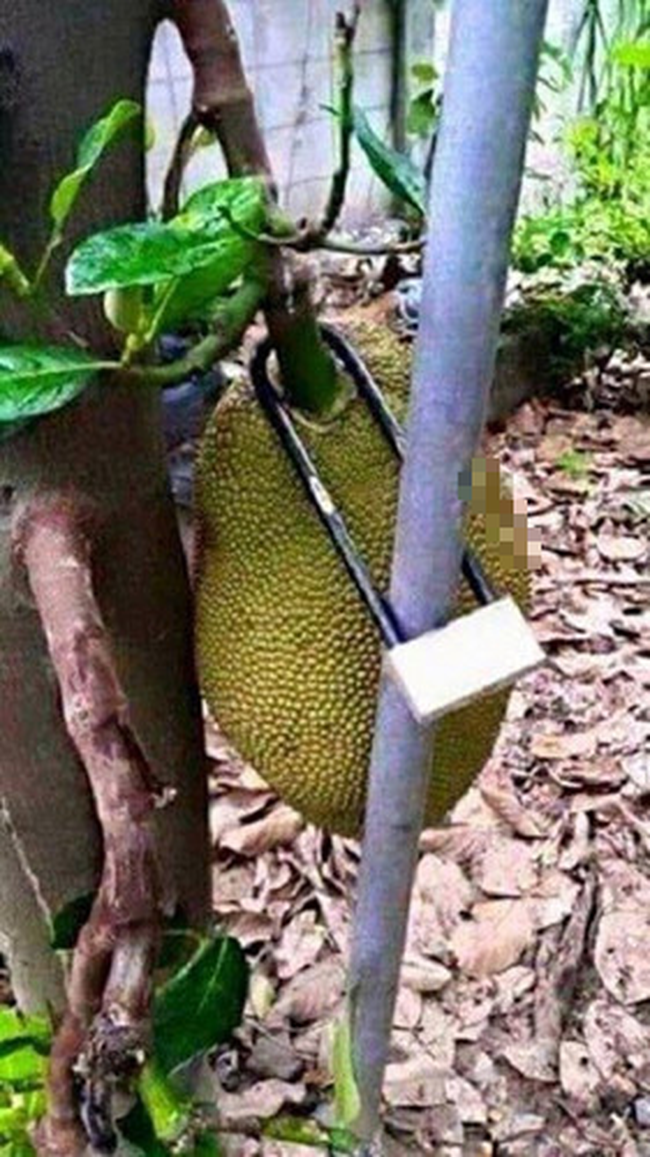 Tuyệt chiêu chống trộm trái cây: Thiên la địa võng xài nhiều nhất