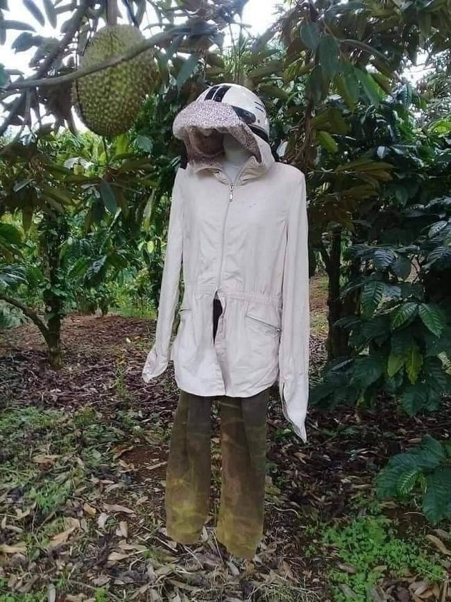 Tuyệt chiêu chống trộm trái cây: Thiên la địa võng xài nhiều nhất