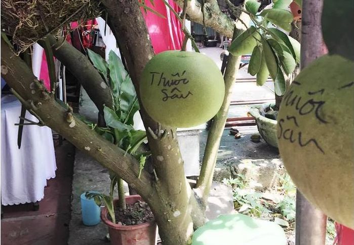 Tuyệt chiêu chống trộm trái cây: Thiên la địa võng xài nhiều nhất