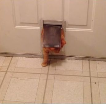 Bạn có thắc mắc vì sao các con mèo mập lại chui lọt những cái lỗ nhỏ