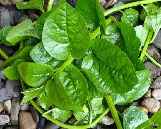 Bức ảnh gây lú nhất hôm nay: Không giỏi nấu ăn cũng biết là rau muống