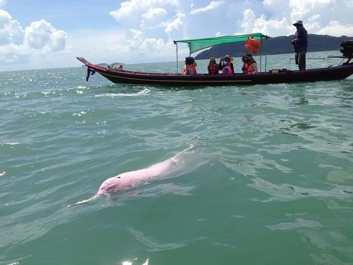 Cá heo hồng siêu hiếm xuất hiện ở biển Đồ Sơn