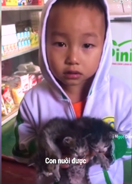 Cậu bé nhặt 3 con mèo ở thùng rác ôm về khóc nức nở xin bà được nuôi