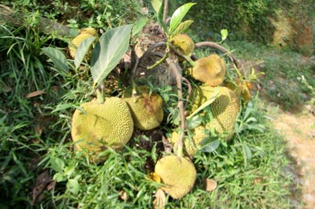 Cây đu đủ nghị lực nhất VN: say trái sau trận bão, ăn hoài không hết