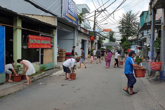 Cây táo phường phát đã nở hoa: Tưởng trồng chơi ai dè có ăn thật