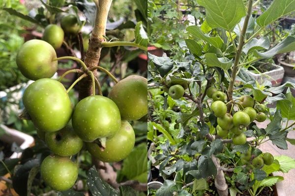 Cây táo phường phát đã nở hoa: Tưởng trồng chơi ai dè có ăn thật