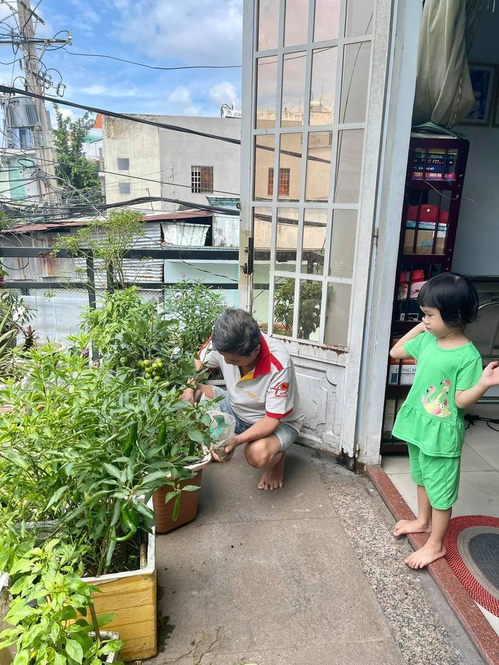 Cây táo phường phát đã nở hoa: Tưởng trồng chơi ai dè có ăn thật