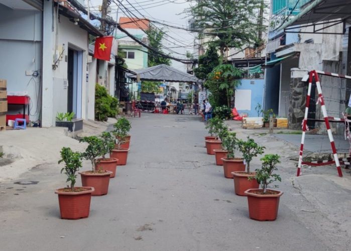 Cây táo phường phát đã nở hoa: Tưởng trồng chơi ai dè có ăn thật