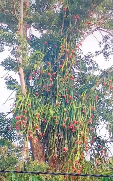 Cây thanh long phản chủ nhất Việt Nam: Quả nhiều nhưng đố ai hái được
