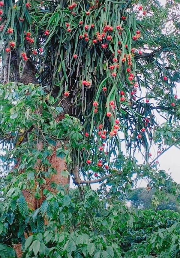 Cây thanh long phản chủ nhất Việt Nam: Quả nhiều nhưng đố ai hái được