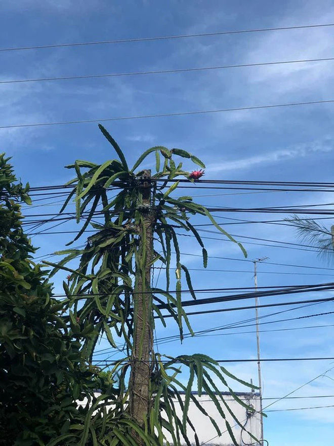 Cây thanh long phản chủ nhất Việt Nam: Quả nhiều nhưng đố ai hái được