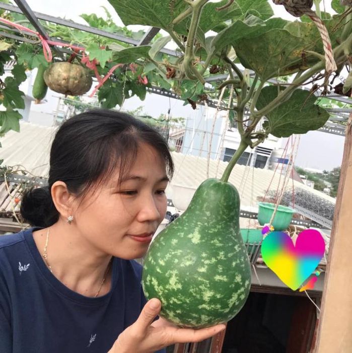 Chàng trai trồng rau sạch biếu hàng xóm để có rau tươi ăn mùa dịch