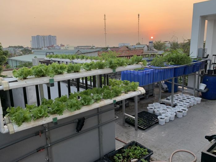 Chàng trai trồng rau sạch biếu hàng xóm để có rau tươi ăn mùa dịch