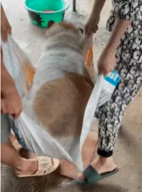 Chú chó được chủ nuôi béo tốt như heo: cả gia đình 11 con tròn vo