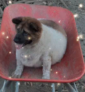 Chú chó được chủ nuôi béo tốt như heo: cả gia đình 11 con tròn vo